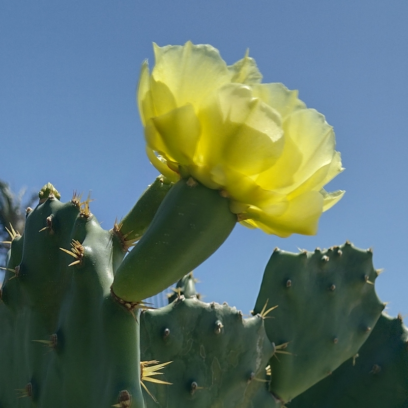 Flor de Cactus na Praia de Ponta Negra, Natal, RN