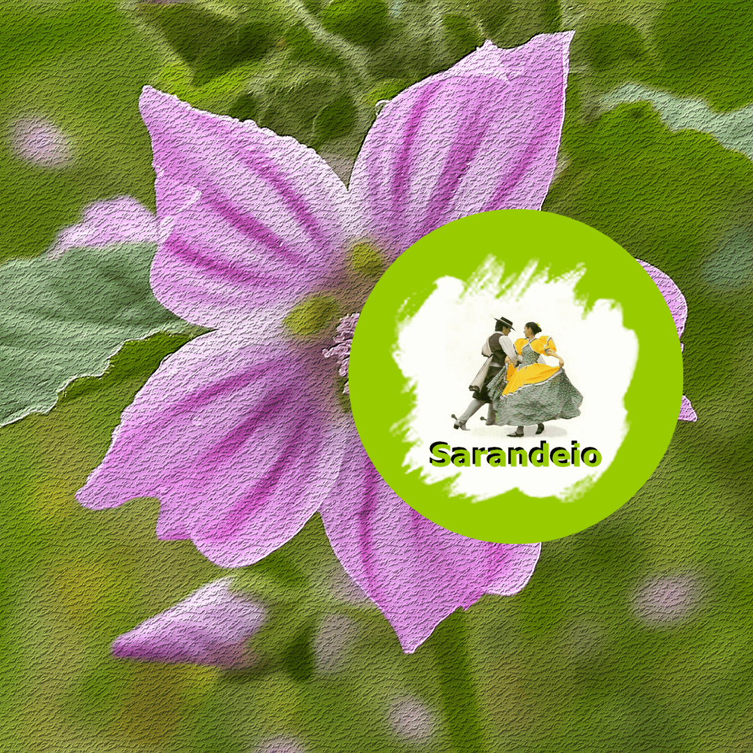 Sarandeio no amanhecer da Universidade AM, 02/12